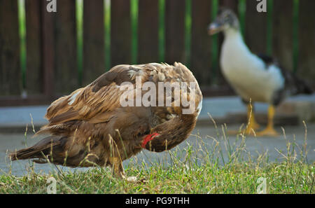 Canard femelle marron plumes nettoyage tandis que d'autres l'observation de canards en arrière-plan Banque D'Images