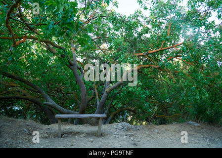 Un banc en bois, sous un arbre, avec de longues branches. Banque D'Images