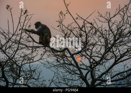 Singe sur un arbre dans le rétro-éclairage du paramètre rouge soleil. Banque D'Images