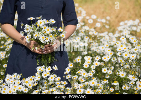 Gros plan du girl's hands avec camomille sauvage à l'extérieur. Les marguerites Banque D'Images