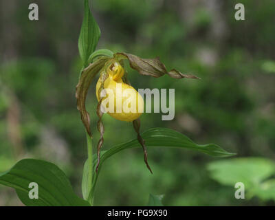 Portrait of a Lady's Slipper jaune oranger. Banque D'Images