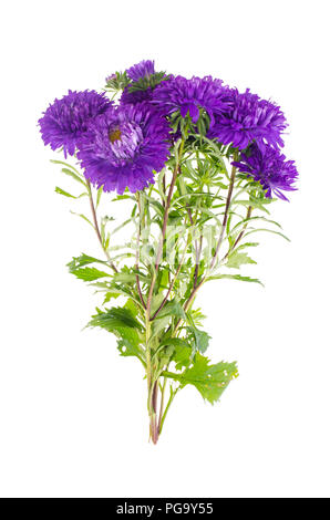 Bouquet de violettes d'automne les asters. Studio Photo Banque D'Images