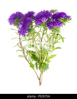 Bouquet de violettes d'automne les asters. Studio Photo Banque D'Images