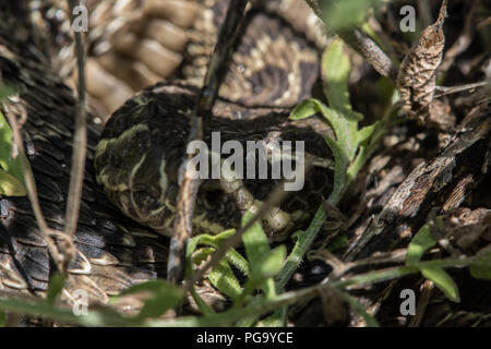 Une femelle adulte crotale des prairies (Crotalus viridis) lové dans une embuscade à la base de certains la bigelovie puante dans le comté de Jefferson, Colorado, USA. Banque D'Images