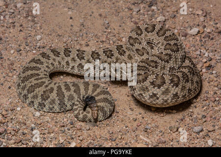 Une femelle adulte crotale des prairies (Crotalus viridis) traverse une route de gravier sur une nuit sans lune dans Otero County, Colorado, USA. Banque D'Images