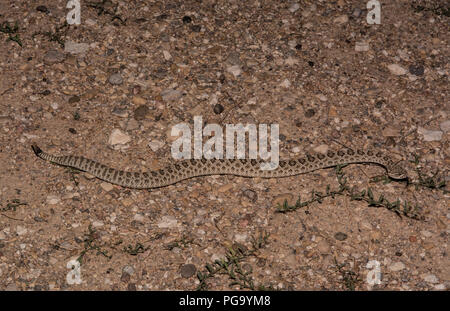 Une femelle adulte crotale des prairies (Crotalus viridis) traverse une route de gravier sur une nuit sans lune dans Otero County, Colorado, USA. Banque D'Images