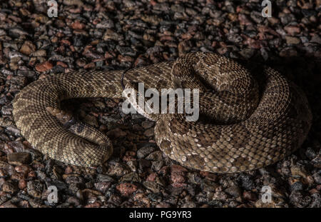 Une femelle adulte crotale des prairies (Crotalus viridis) défensivement enroulée sur une route pavée sur une nuit sans lune dans Otero County, Colorado, USA. Banque D'Images