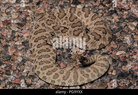 Une femelle adulte crotale des prairies (Crotalus viridis) défensivement enroulée sur une route pavée sur une nuit sans lune dans Otero County, Colorado, USA. Banque D'Images