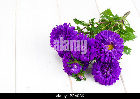 Bouquet de violettes d'automne les asters. Studio Photo Banque D'Images