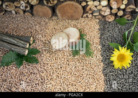 Trois types de bois et matériaux qu'ils ont pris de- chêne, tournesol, Pin, Hêtre Banque D'Images