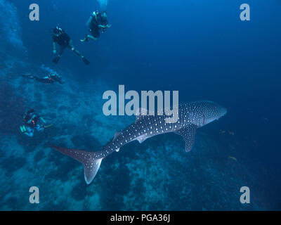 Requin-baleine avec les plongeurs d'en haut Banque D'Images