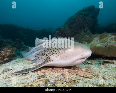 Requin léopard posé sur le fond de sable Banque D'Images