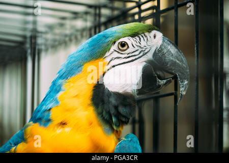 Blue-and-yellow Macaw aussi connu comme le bleu et or Macaw Dans Zoo. Cage à oiseaux sauvages. Banque D'Images