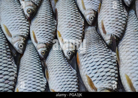 Les poissons du fleuve Mékong frais vendus dans le marché du matin de Luang Prabang au Laos qui est devenu une attraction touristique Banque D'Images