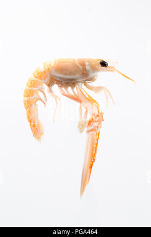 Une seule matière, non cuit Scottish langoustine, Nephrops norvegicus, acheté dans un supermarché et photographié dans un studio sur un fond blanc. La la Banque D'Images