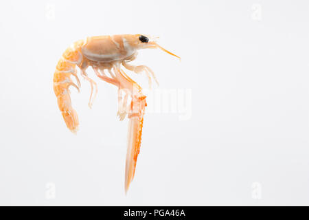 Une seule matière, non cuit Scottish langoustine, Nephrops norvegicus, acheté dans un supermarché et photographié dans un studio sur un fond blanc. La la Banque D'Images