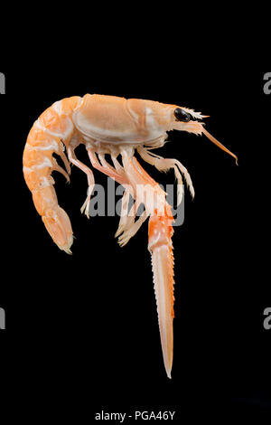 Une seule matière, non cuit Scottish langoustine, Nephrops norvegicus, acheté dans un supermarché et photographié dans un studio sur un fond noir. La la Banque D'Images