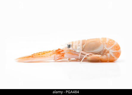 Une seule matière, non cuit Scottish langoustine, Nephrops norvegicus, acheté dans un supermarché et photographié dans un studio sur un fond blanc. La la Banque D'Images