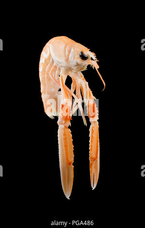 Une seule matière, non cuit Scottish langoustine, Nephrops norvegicus, acheté dans un supermarché et photographié dans un studio sur un fond noir. La la Banque D'Images