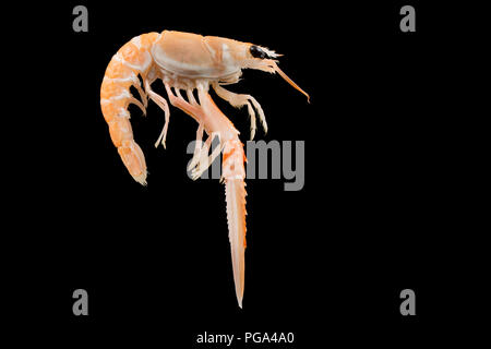 Une seule matière, non cuit Scottish langoustine, Nephrops norvegicus, acheté dans un supermarché et photographié dans un studio sur un fond noir. La la Banque D'Images