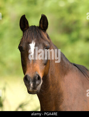 Tête d'animal cheval close-up Vue de profil avec un arrière-plan flou. Photo. Photo. L'image. Portrait. Banque D'Images