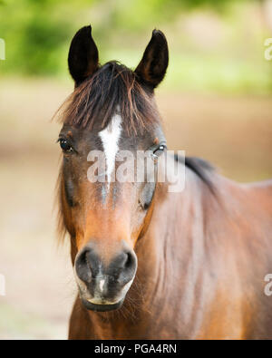 Tête d'animal cheval close-up Vue de profil avec un arrière-plan flou. Photo. Photo. L'image. Portrait. Banque D'Images