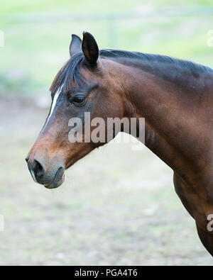 Tête d'animal cheval close-up profil latéral avec un arrière-plan flou. Photo. Photo. L'image. Portrait. Banque D'Images
