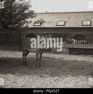 1940, london zoo, un zèbre debout à l'extérieur dans son enceinte. Ouvert au public en 1847 pour aider au financement, le zoo avait initialement ouvert en 1828 comme lieu d'étude purement scientifique par la Zoological Society of London (ZSL), une organisation caritative qui s'est engagée à la conservation des animaux et de leurs habitats. Banque D'Images