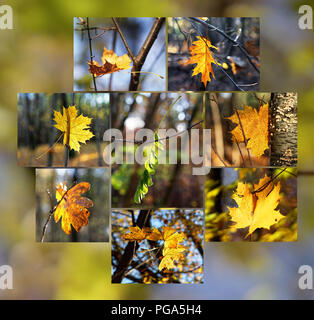 Humeur d'automne - Collage de 8 photos avec feuilles à l'automne, couleur arrière-plan flou, couleurs d'automne - Lieu : Allemagne Banque D'Images