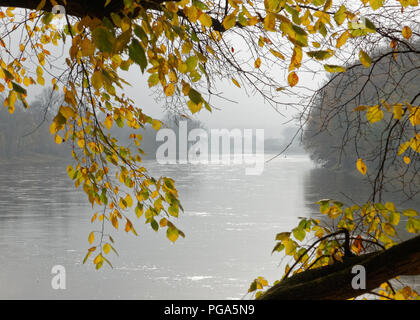 Humeur d'automne - voir par autumnally feuilles colorées sur l'Elbe, les banques sont dans le brouillard, la lumière du soleil est réfléchie par l'eau - Location : Germa Banque D'Images