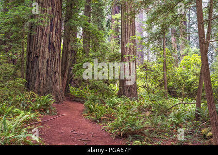 Sentier de randonnée pédestre et de la forêt. Parcs d'État et national Redwood, Californie du Nord, USA. Banque D'Images