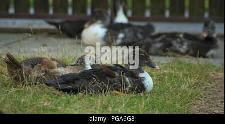 Petit Canard assis sur l'herbe et autres canards en arrière-plan Banque D'Images