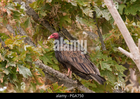 Urubu adultes assis dans un érable, regarder la plage à marée basse. Banque D'Images