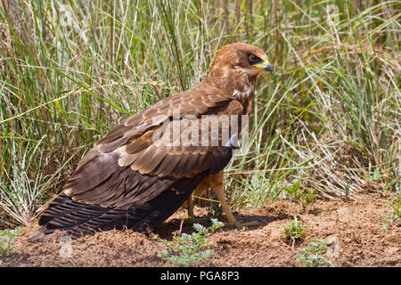 African busard des roseaux (Circus ranivorus), jeune oiseau, le Parc National de Pilanesberg de Pilanesberg, Réserver, Afrique du Sud Banque D'Images