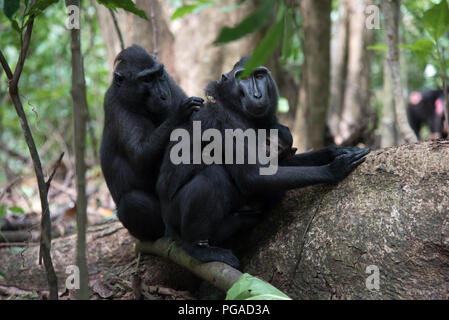 De la famille black crested macaque (Macaca nigra) dans la réserve naturelle de Tangkoko rainforest dans Sulawesi du Nord près de Manado, Indonésie Banque D'Images