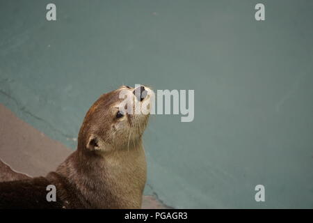 Les Otters de rencontre d'animaux sauvages à Ober Gatlinburg, Tennessee Tennessee. Banque D'Images