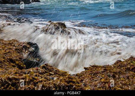 Déferlement des vagues sur les algues, Cornwall, Angleterre Banque D'Images