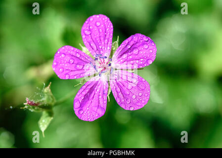 Fleur rouge en gouttes de rosée sur un fond de verdure Banque D'Images