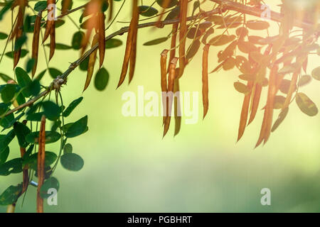 Pods sur une branche d'acacia sur un fond de vert, sunny summer background Banque D'Images