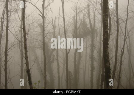 Résumé fond paysage avec tronc d'arbres dans la forêt brumeuse Banque D'Images