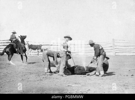 Cowboys branding un veau en zone clôturée Banque D'Images