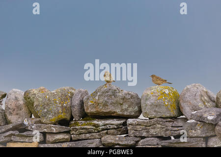 Deux pipits, Meadow pipit des prés sur en pierres sèches dans les vallées du Yorkshire, Angleterre. Nom scientifique : Anthus pratensis. L'horizontale. Banque D'Images