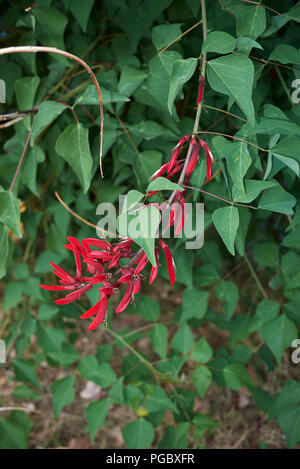 Erythrina herbacea Banque D'Images