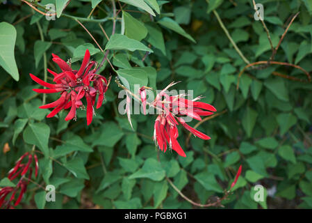 Erythrina herbacea Banque D'Images