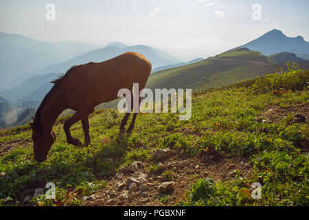 Les chevaux pâturage dans les montagnes du Caucase Sotchi Russie Rosa Khutor Krasnaya, Glade Banque D'Images