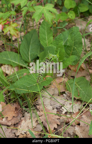 Salvia pratensis Banque D'Images