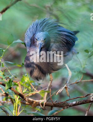 Petit Héron oiseau perché sur une branche profitant de son environnement. Banque D'Images