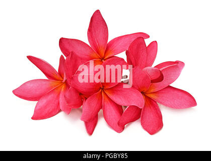 Des fleurs tropicales frangipani (plumeria) isolé sur fond blanc Banque D'Images