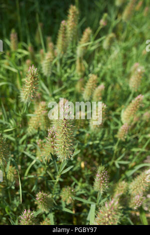 Trifolium angustifolium Banque D'Images