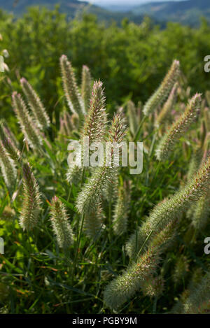 Trifolium angustifolium Banque D'Images